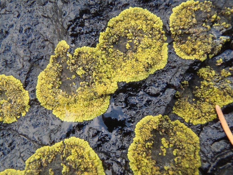 Caloplaca verruculifera