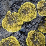 Caloplaca verruculifera