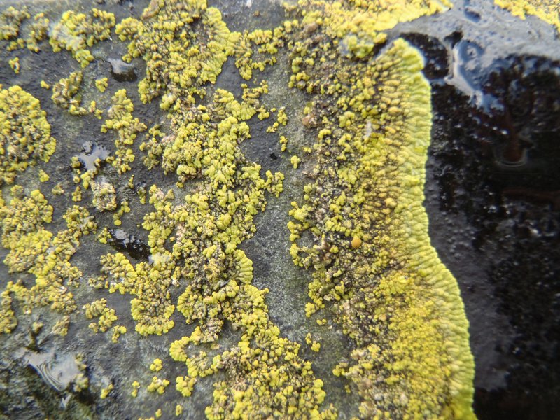 Caloplaca verruculifera
