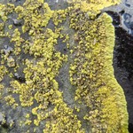 Caloplaca verruculifera