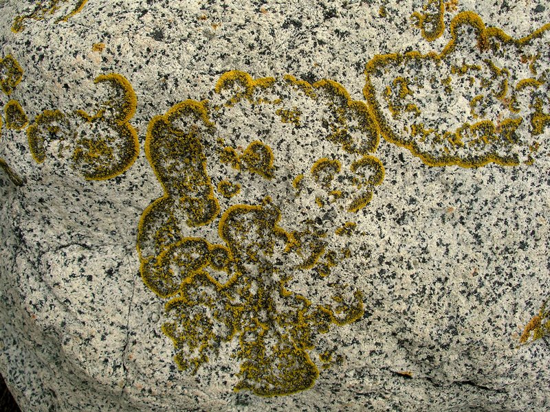 Caloplaca verruculifera