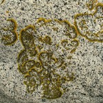 Caloplaca verruculifera