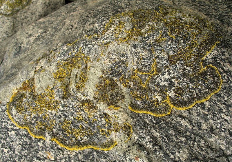 Caloplaca verruculifera