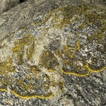 Caloplaca verruculifera