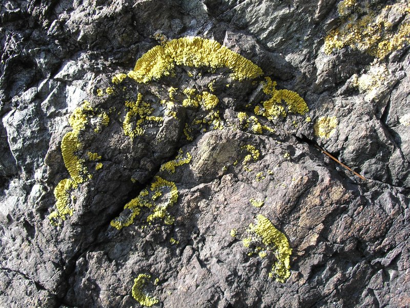 Caloplaca verruculifera