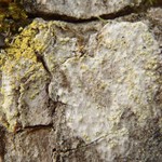 Caloplaca xanthostigmoidea