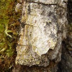 Caloplaca xanthostigmoidea