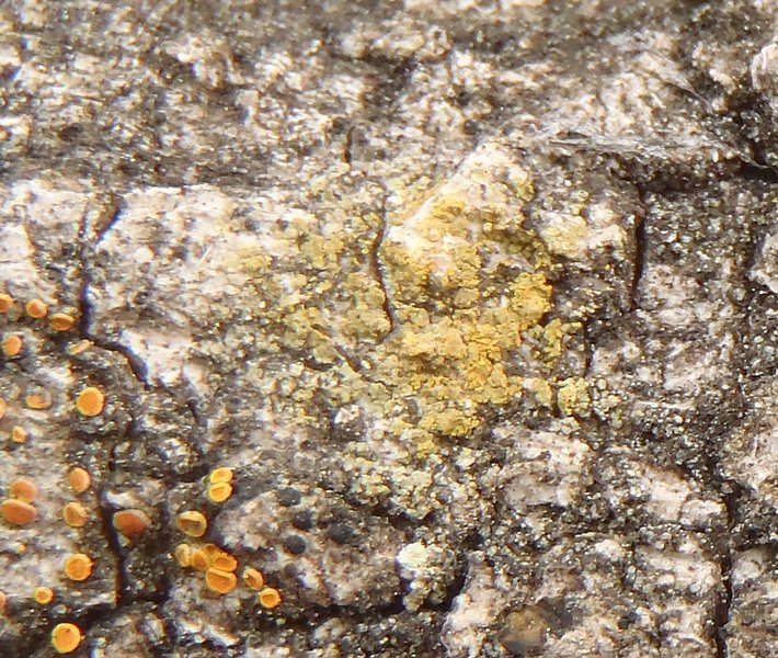 Caloplaca xanthostigmoidea