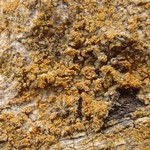 Caloplaca xanthostigmoidea