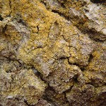 Caloplaca xanthostigmoidea