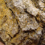 Caloplaca xanthostigmoidea