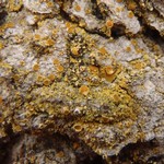 Caloplaca xanthostigmoidea