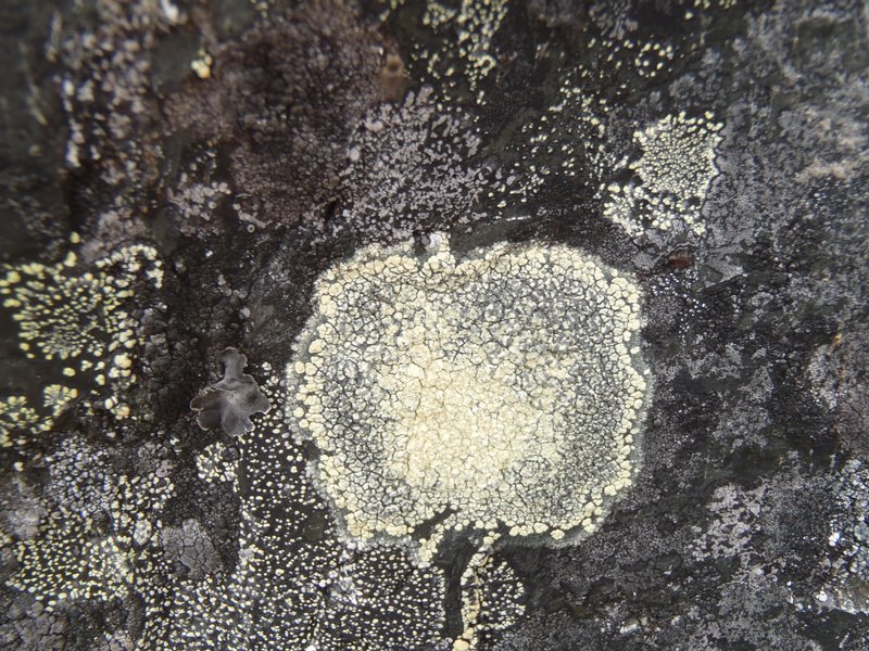 Calvitimela talayana