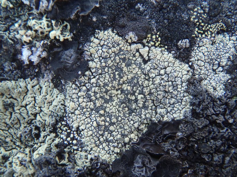 Calvitimela talayana