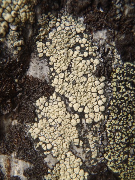 Calvitimela talayana