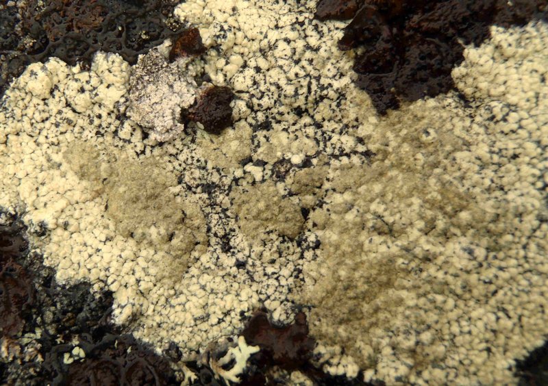 Calvitimela talayana