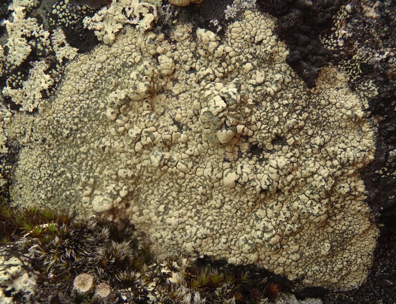 Calvitimela talayana