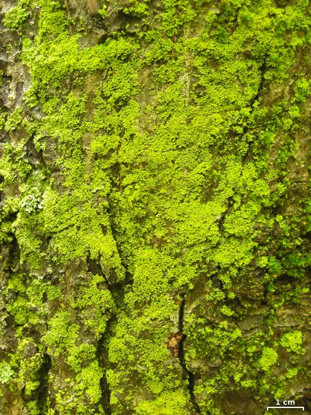 Candelaria concolor