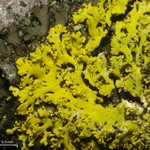 Candelaria concolor