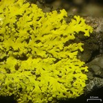 Candelaria concolor