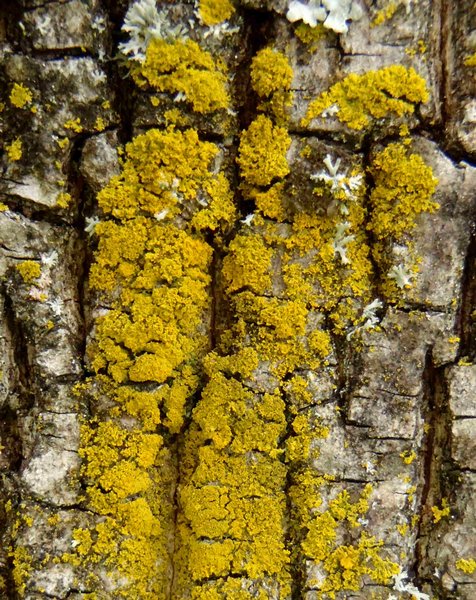 Candelaria concolor