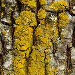 Candelaria concolor