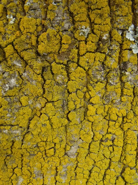 Candelaria concolor