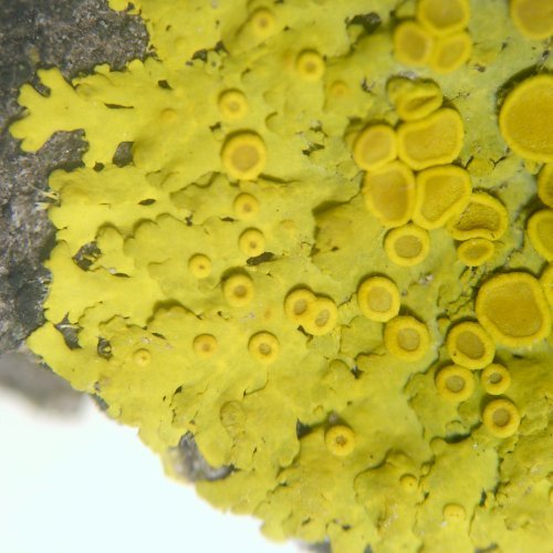 Candelaria fibrosa