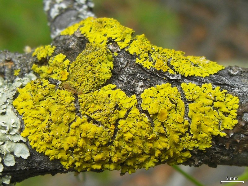 Candelaria fibrosa