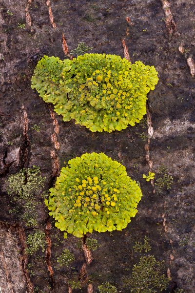 Candelaria fibrosa