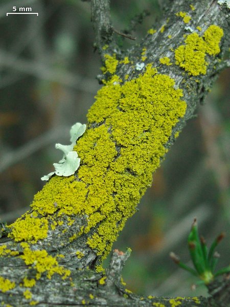 Candelaria pacifica