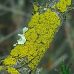 Candelaria pacifica
