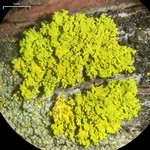 Candelaria pacifica