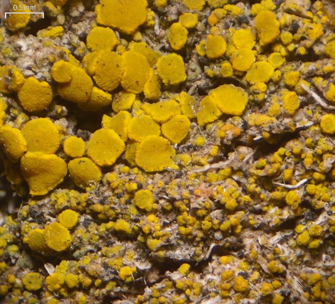 Candelariella aggregata