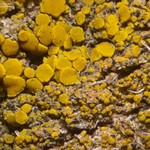 Candelariella aggregata