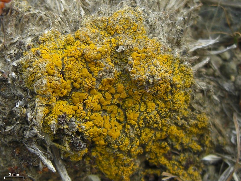 Candelariella aggregata