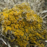 Candelariella aggregata