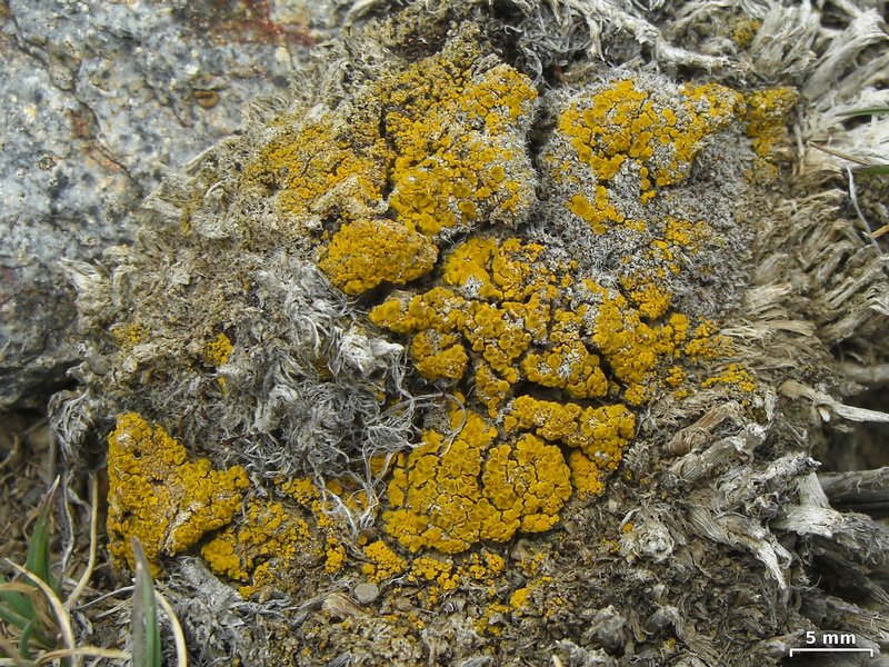 Candelariella aggregata