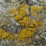 Candelariella aggregata