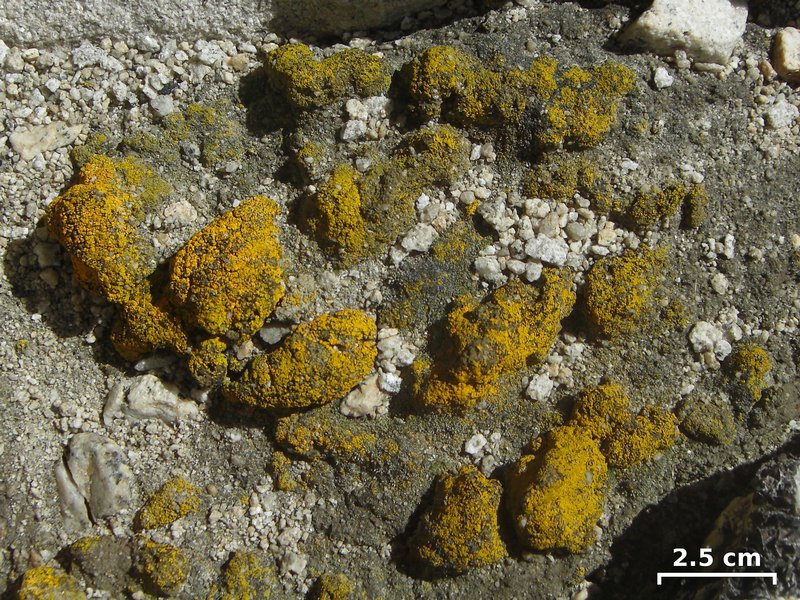 Candelariella aggregata