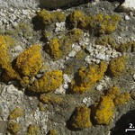 Candelariella aggregata