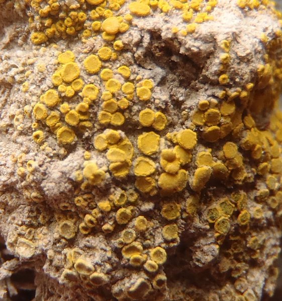 Candelariella aggregata