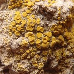 Candelariella aggregata