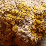 Candelariella aggregata