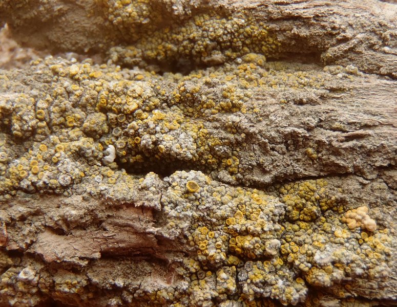 Candelariella antennaria