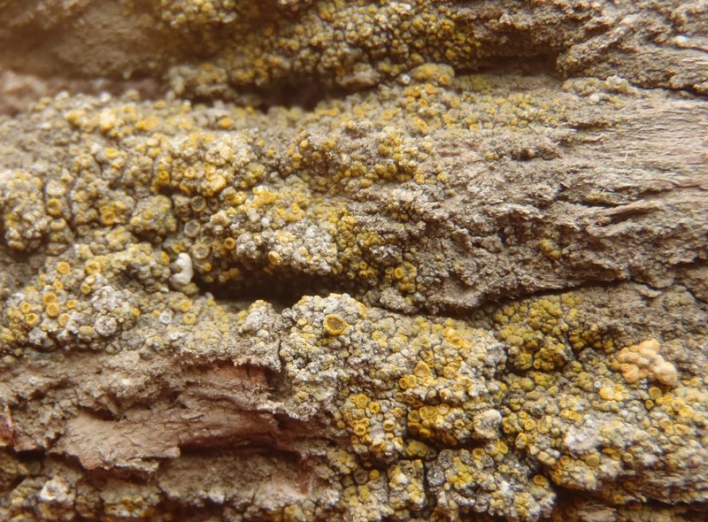 Candelariella antennaria