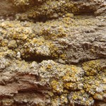 Candelariella antennaria