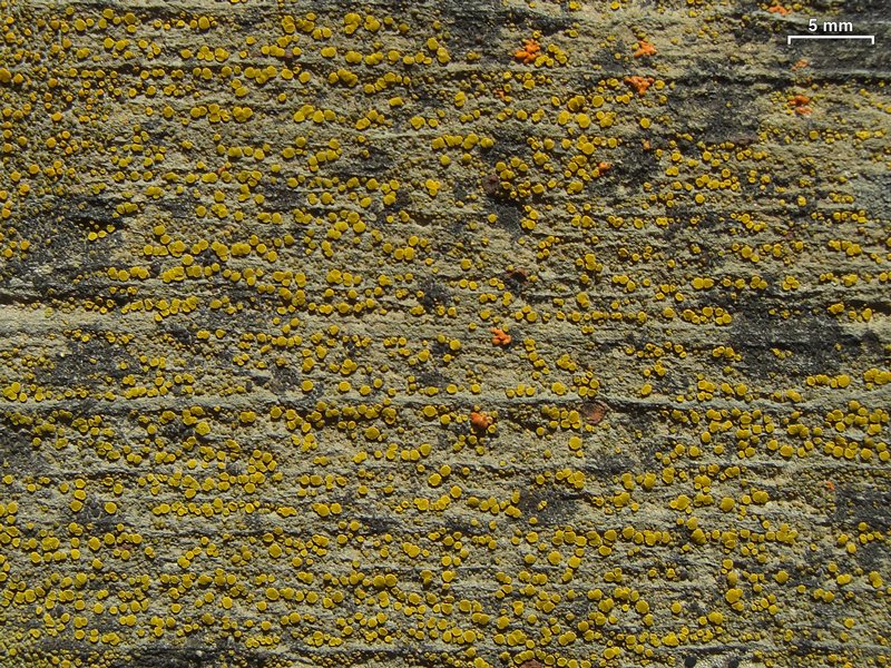 Candelariella aurella
