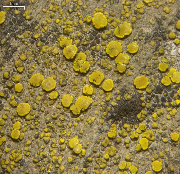 Candelariella aurella