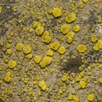 Candelariella aurella